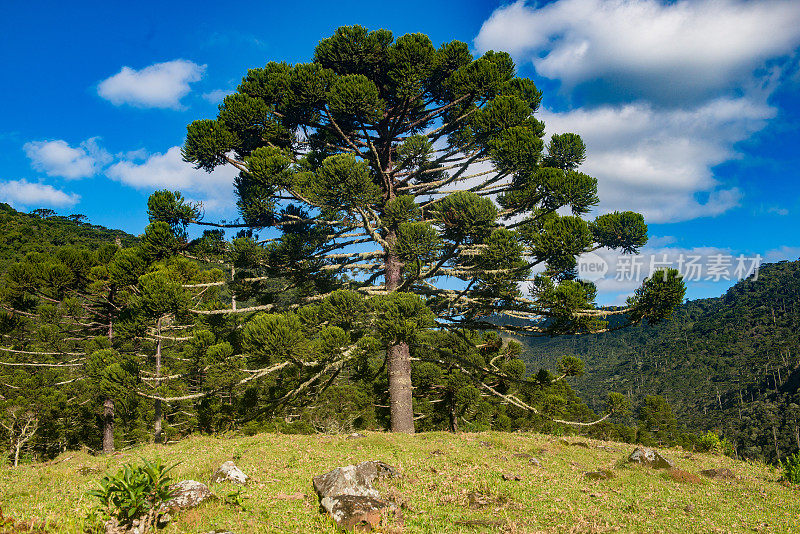 Urubici, Santa Catarina，巴西- araucarias，田野和山脉